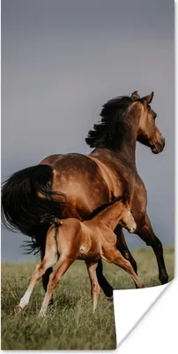 Produktbild von MuchoWow® Poster Tiere - Pferde - Fohlen 20x40 cm - Plakat - Foto