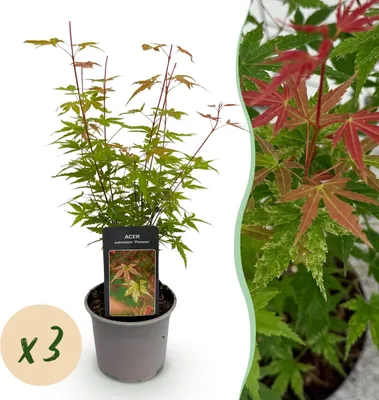 Immagine prodotto di Acer palmatum Phoenix - Rosa - 3 piante - Deciduo - Bassa manutenzione - 25-35cm - Ø12cm - Pianta da giardino