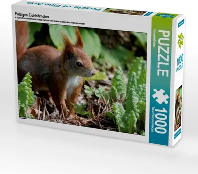 Produktbild von Calvendo Putziges Eichhörnchen 1000 Teile Puzzle quer 640x480mm, CALVENDO; 7424334