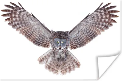 Produktbild von MuchoWow® Poster Fliegende Eule 30x20 cm - Plakate - Print