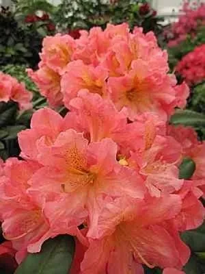 Produktbild von Rhododendron hybr. Dolcemente - Großblumige Alpenrose Dolcemente 30-40cm