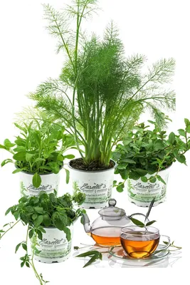 Produktbild von Enseleits Teekräuter-Set "der Gesundheit", Fenchel, Salbei, Pfefferminze, Jiaogulan