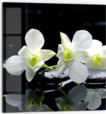 Produktbild von DEQORI Küchenrückwand Glas 60x60 cm 'Orchidee mit Zen-Steinen' Spritzschutz Bad Rückwand