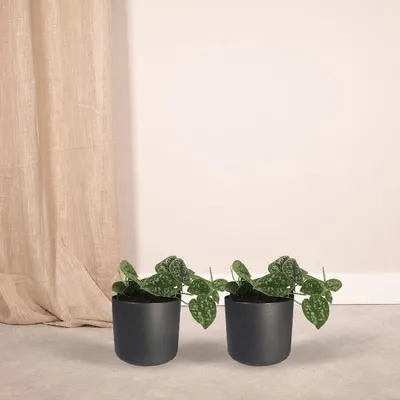 Produktbild von Efeutute Scindapsus Pictus Epipremnum 2 Pflanzen Ø12cm 15cm Kletterpflanze