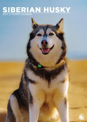 Obrázok produktu pre Kalendár na rok 2027 formátu A3 s motívom sibírskych huskies