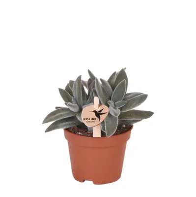 Produktbild von Kolibri Greens | Grüne Pflanze - Sukkulente Tarantula - grüne Zimmerpflanze - frisch vom Züchter - Ø6cm