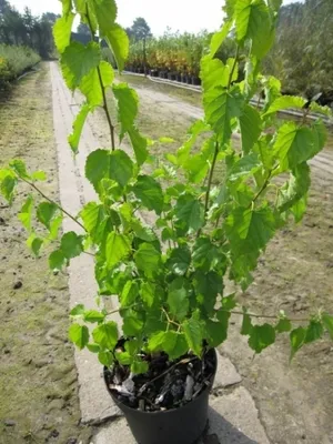 Produktbild von Morus alba Pflanze 40-60 cm, winterhart, hitzeverträglich, für Seidenraupenzucht