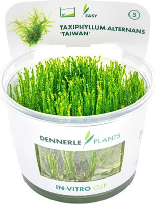 Obrázek produktu pro Loděnka střídavá – Taxiphyllum alternans Taiwan In-Vitro