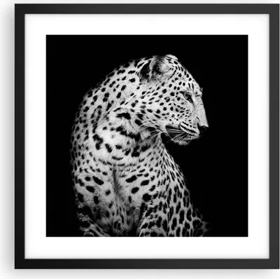 Produktbild von Gerahmtes Poster - Schwarzer Rahmen - Leopard Panther Katze - 40x40 cm - Wand Bild - Wanddeko - Wandbilder - Kunstposter - Wandposter - Bilderrahmen - Bilder - Kunstdruck - P2BAC40x40-4919