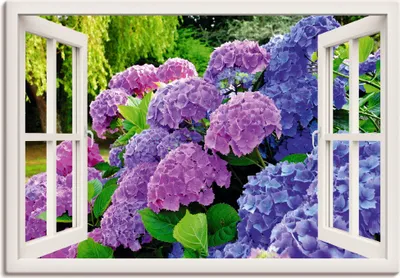 Produktbild von ARTland Leinwandbild fensterblick Hortensien im Garten Größe: 100x70 cm