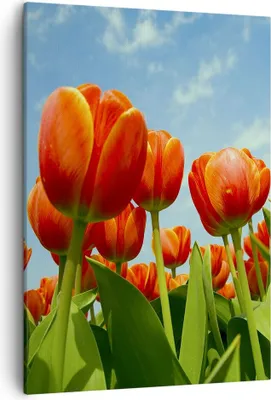 Produktbild von Bild auf Leinwand - Leinwandbild - Einteilig - Tulpe Blume blauer Himmel - 50x70cm - Wand Bild - Wanddeko - Wandbilder - Leinwanddruck - Wanddekoration - Leinwand bilder - Wandbild - PA50x70-1062