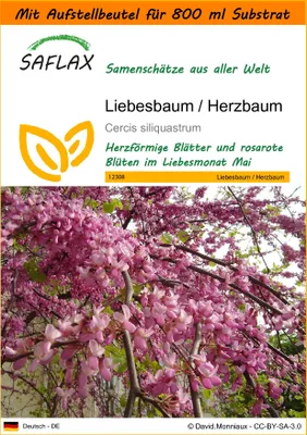 Produktbild von SAFLAX Garden in the bag - Liebesbaum / Herzbaum - Cercis siliquastrum - 60 Samen - Mit Anzuchtsubstrat im praktischen, selbst aufstellenden Beutel