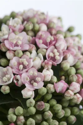 A close-up view of a cluster of pink flowers and green buds.