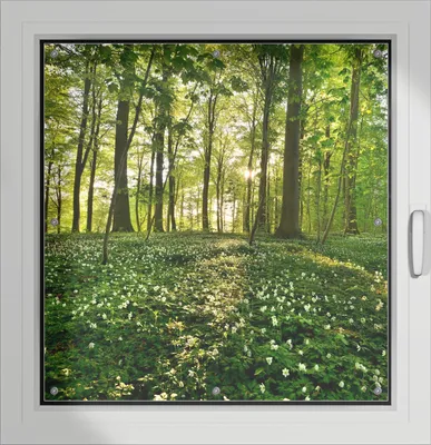 Produktbild von Wallario Lichtschutzbild, Dekorativer Sichtschutz Sonnenschutz 96 x 93 cm mit Motiv: Waldanemonen und Sonnenstrahlen im Wald - Verdunklung ohne Bohren