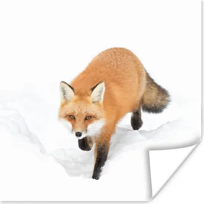 Produktbild von MuchoWow® Poster Fuchs - Schnee - Winter 75x75 cm - Wand Dekoration
