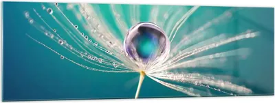 Produktbild von Bilder auf glas - Pflanze Natur - 160x50cm - Glasbilder - Wandbilder - Kunstdruck - zum Aufhängen bereit - Wanddekoration aus Glas - Glas Bilder - Wandbild auf Glas - Einteilig - GAB160x50-3991