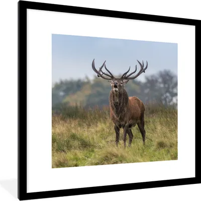 Produktbild von MuchoWow® Gerahmtes Poster Hirsche - Geweihe - Gras 40x40 cm - Poster mit Schwarzem Bilderrahmen Wandposter Rahmen Foto Bilder - Poster - Plakat im Rahmen