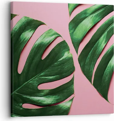 Produktbild von Bild auf Leinwand - Leinwandbild - Einteilig - Monstera Blatt Rosa - 30x30cm - Wand Bild - Wanddeko - Wandbilder - Leinwanddruck - Bilder - Wanddekoration - Leinwand bilder - Wandbild - AC30x30-4407