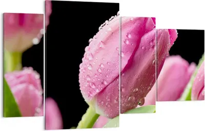 Produktbild von Bild auf Leinwand - Leinwandbild - Tulpe Blumen Tau - 120x70cm - Wand Bild - Wanddeko - Wandbilder - Leinwanddruck - Bilder - Kunstdruck - Wanddekoration - Leinwand bilder - Wandkunst - DL120x70-2483