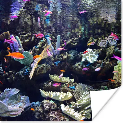 Produktbild von MuchoWow® Poster Buntes Aquarium 50x50 cm - Wohnzimmerdekoration