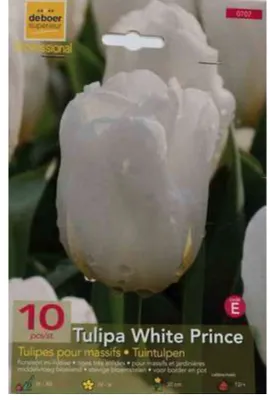 Produktbild von Tulipa 'White Prince' - Einfach früh - Tulpenzwiebel