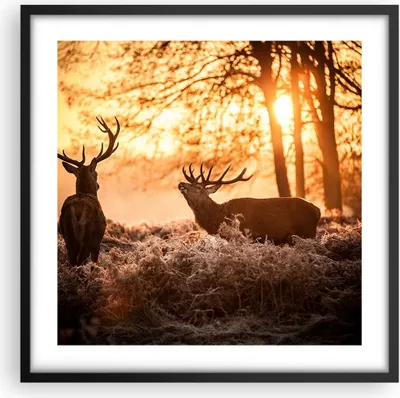 Produktbild von Gerahmtes Poster - Schwarzer Rahmen - Deer Heidekraut Tier - 50x50 cm - Wand Bild - Wanddeko - Wandbilder - Kunstposter - Wandposter - Bilderrahmen - Bilder - Kunstdruck - Wandbild - P2BAC50x50-3043