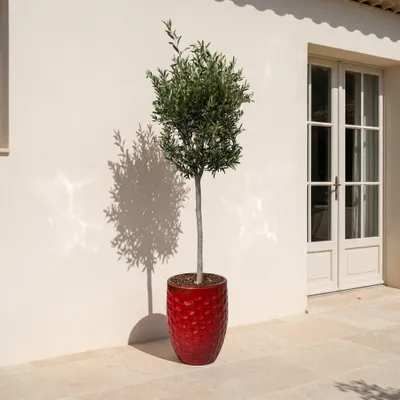 Produktbild von Olivenbaum im Pflanzkübel aus Keramik Provencelia Tropenrot, Ø42 cm x H55 cm