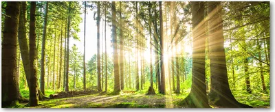 Produktbild von Tulup® Glas-Bild Wandbild aus Glas - 125x50 - Wandkunst - Wandbild hinter gehärtetem Sicherheitsglas - Dekorative Wand für Küche & Wohnzimmer  - Landschaften - Wald Sonne - Grün