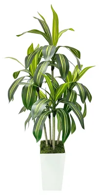 Image de Dracaena artificielle - Plante d'intérieur - Résistante aux UV - 180 cm - Avec pot blanc - Intérieur/extérieur - Vert