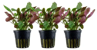 Produktbild von Aquarium Pflanze 3 Stück Lobelia cardinalis Wasserpflanze AquaOne Nr.353C Set