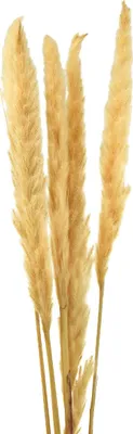 Produktbild von Pampasgras Dekozweige Trockenblumen für Boho und Tischdekoration, 6 Stück