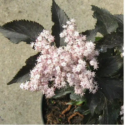 Produktbild von Säulenholunder Black Tower ® - Sambucus nigra 5 Liter Topfballen