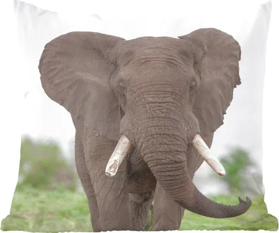Produktbild von MuchoWow® Zierkissen Sofakissen Wohnzimmer Dekokissen 40x40 cm Elefant - Tiere - Gras - Natur - Foto Kissen - Schlafzimmer Dekoration