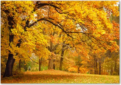 Produktbild von Tulup® Leinwandbild - 100x70 cm - Wandkunst - Drucke auf Leinwand - Leinwanddruck  - Landschaften - Gelb - Herbst im Park