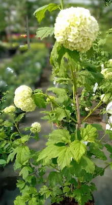 Obrázok produktu pre Kryosiemenný ker Viburnum opulus 'Roseum' (skutočný kryosiemenný ker), výška 30 - 40 cm