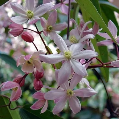 Immagine prodotto di Clematis armandii Apple Blossom (sempreverde e resistente) - Rampicante perenne - Rosa - Vaso da 2 litri | Profumata