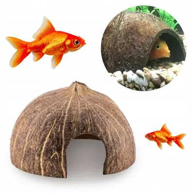 Obrázek produktu pro Akvarijní dekorace, kokosová skořápka, přírodní úkryt do akvária a terária, 1 2 broušená, 11 cm