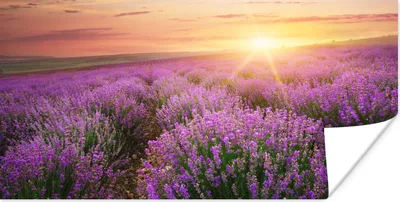 Produktbild von MuchoWow® Poster Lavendel - Sonne - Blumen 80x40 cm - Wanddeko