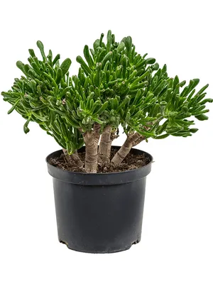 Obrázok produktu pre Nieuwkoop Europe BV Crassula ovata Horntree, priemer 23 cm cm