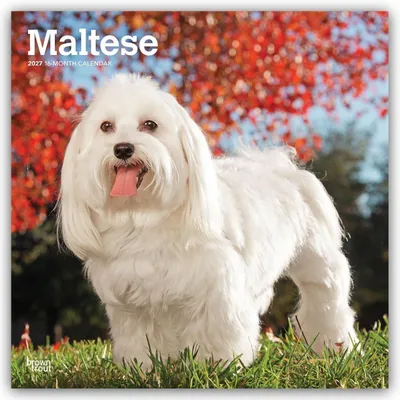 Produktbild von Maltese - Malteser 2027 - 16-Monatskalender