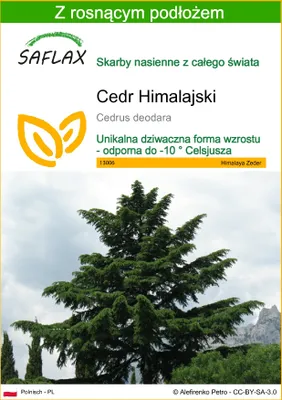 Zdjęcie produktu dla SAFLAX - Cedr Himalajski - 35 Nasiona - Z podłożem uprawowym wolnym od zarazków - Cedrus deodara