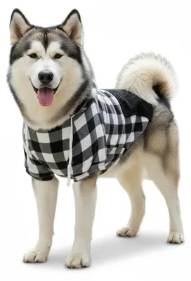 Immagine prodotto di Maglione per cani di taglia grande, con cappuccio