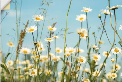 Produktbild von ARTland Wandbild, selbstklebend Margeriten vor Sommer Himmel Größe: 60x40 cm