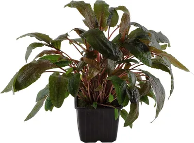 Produktbild von Mutterpflanze Aquariumpflanze Cryptocoryne wendtii 'Tropica' AquaOne Nr.309E XL