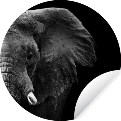 Produktbild von MuchoWow® Runde Wandtattoo - Wandsticker Tapete Aufkleber Tiere - Elefant - Wild - Schwarz - Weiß Ø 100 cm Selbstklebend und Repositionierbar - Wandaufkleber - Kreis - Tapetenkreis - Wandbild rund - Schlafzimmerdekoration - Wanddeko - runde Tapete - Kunst für zu Hause