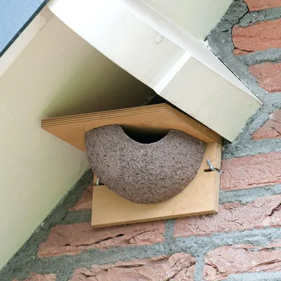 Produktbild von Kunstnistkasten Mehlschwalbe einzeln (Eingang rechts)