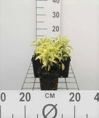 Zdjęcie produktu dla 6 x Salvia off. 'Icterina' 'aurea' - Mech gwiaździsty - doniczka 9 x 9 cm