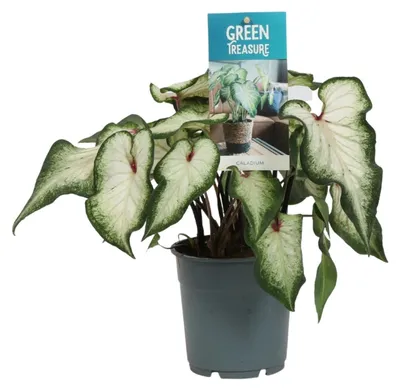 Zdjęcie produktu dla Caladium „White Angel Wings” Ø12cm, 25cm - tropikalna roslina doniczkowa o