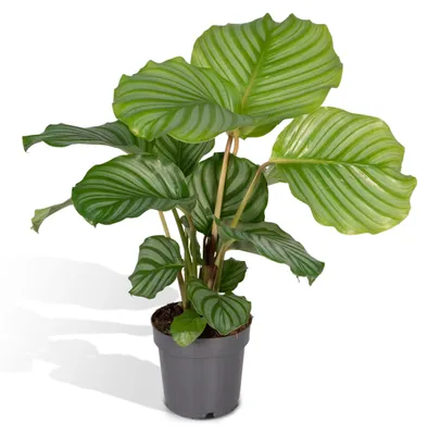 Immagine prodotto di All'ingrosso Calathea Orbifolia - 50 cm, ø 14 cm