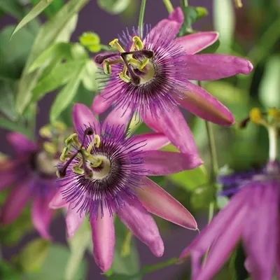 Close-up of purple passion flowers with green leaves.